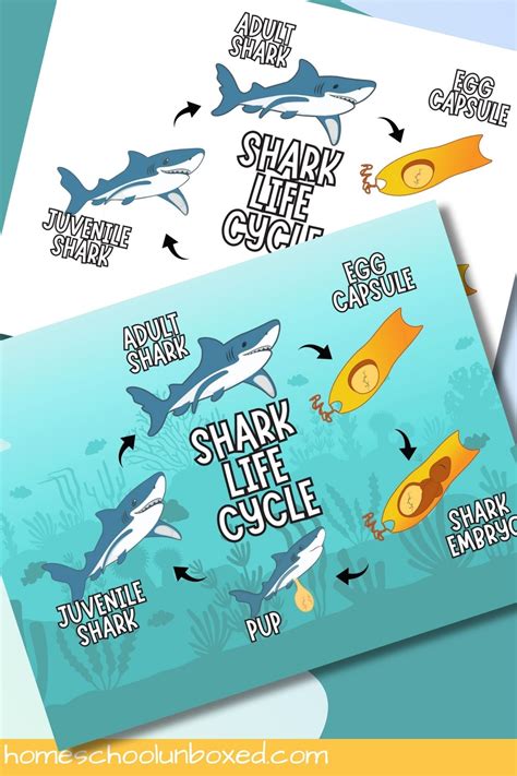 Shark Life Cycle Diagrams (Free Printables for Kids)