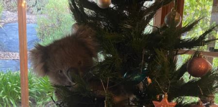 Una familia australiana encuentra un Koala en las ramas de su árbol de ...