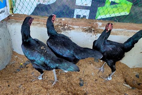 Native Chicken Breeds 的图像结果