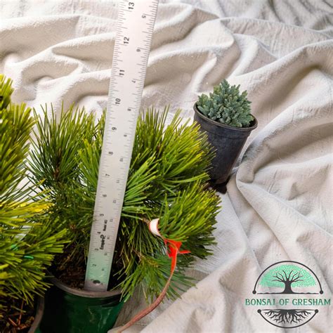 Pinus Mugo 'pumilio' — Dwarf Mugo Pine | Compact Evergreen 1 Gal - Etsy