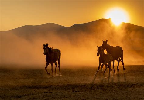 Fototapeta na ścianę z motywem biegnących koni o zachodzie słońca