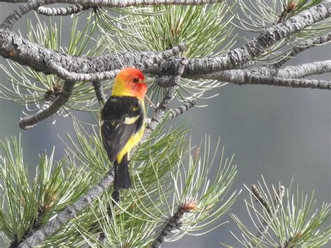 Beginning Birding by Habitat - Rocky Mountain Conservancy