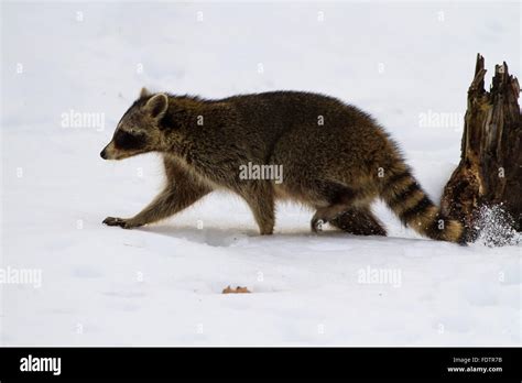 Raccoon tracks hi-res stock photography and images - Alamy