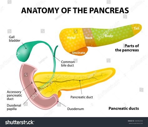 Accessory Pancreatic Duct Drains Into at Toni Esser blog