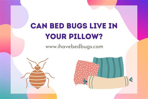 Pillow Vs Bed Bug at Shirley Beck blog