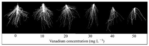 Vanadium Toxicity Induced Changes in Growth, Antioxidant Profiling, and ...