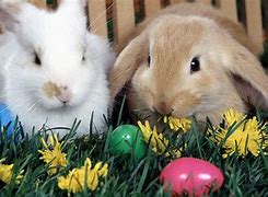 Image result for Photos of Easter Bunny