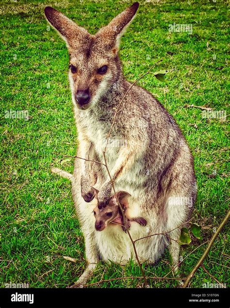 Baby Kangaroo Pouch