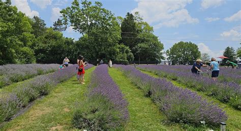 Annual Mom-Moms French Lavender & Crafts Festival June 28, 2025, 1061 ...