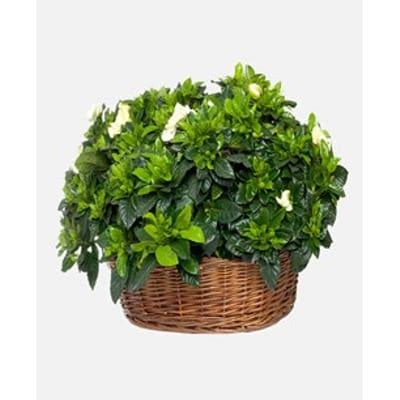 Gardenia basket: Order Flowers Online | Interflora India | ID1183148