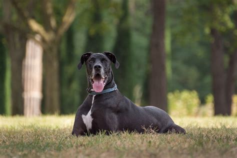 Great Dane English Mastiff Mix