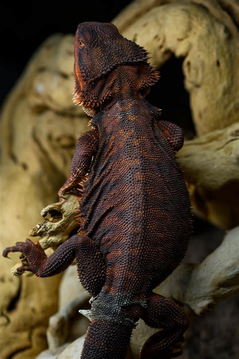 Rare Bearded Dragon Morphs