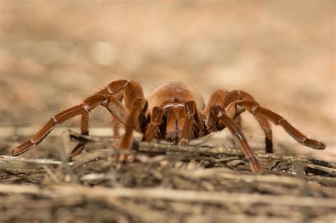 Tarantula Migration: Everything You Need to Know - A-Z Animals
