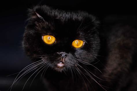 200 Cute Names for Tortoiseshell Cats - Whiskers Magoo