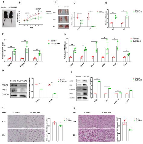 Non-Histone Lysine Crotonylation Is Involved in the Regulation of White ...