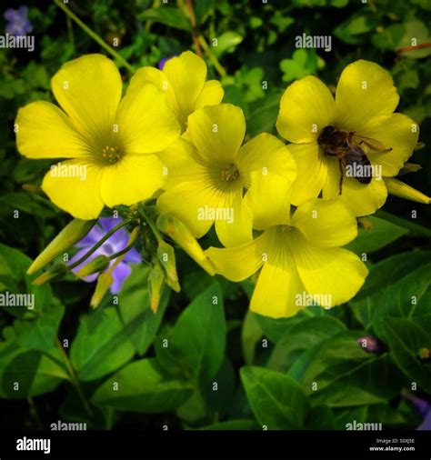 Yellow Clover Flower