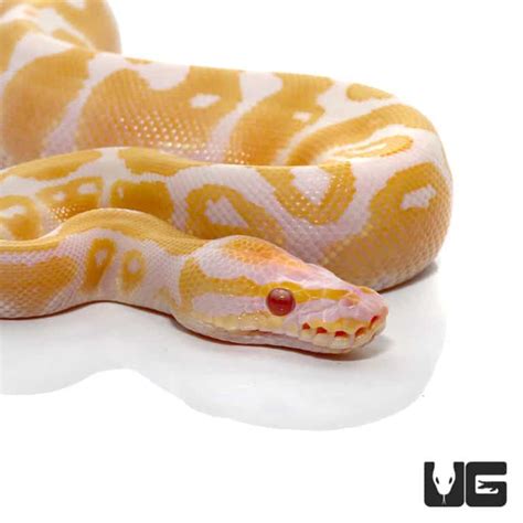 Image result for Baby Albino Ball Python