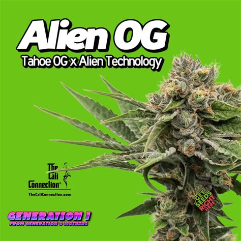 Image result for Alien OG Seeds
