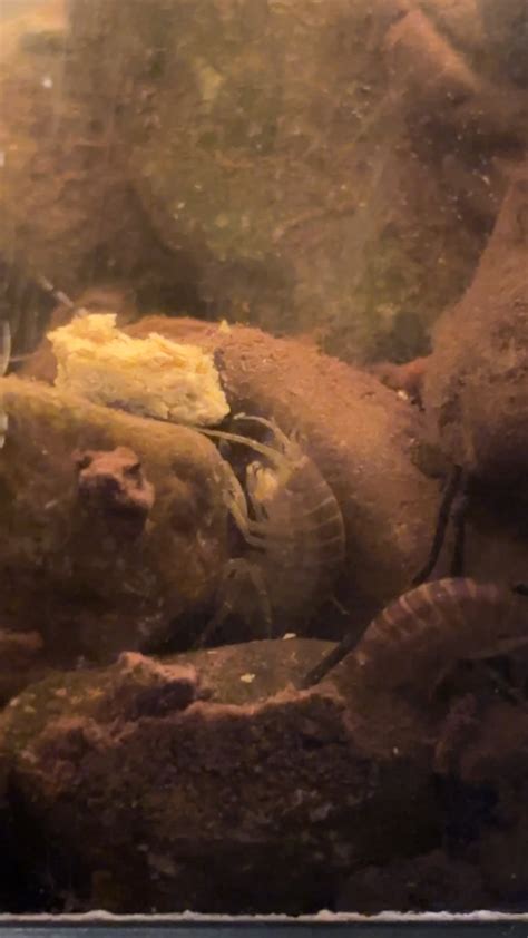 Image result for Cockroach Insert