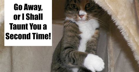 Monty Python Cat Beating 的图像结果