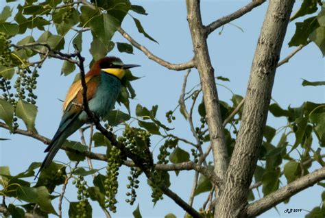 guepiers rolliers - Page 2