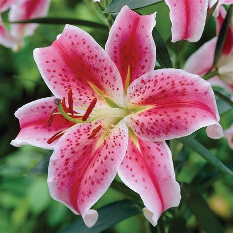 Amazon.com : Stargazer Bulbs for Planting - Pink Oriental Lily ...