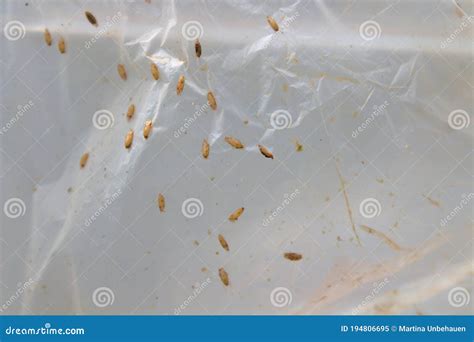 Fruit Flies Eggs