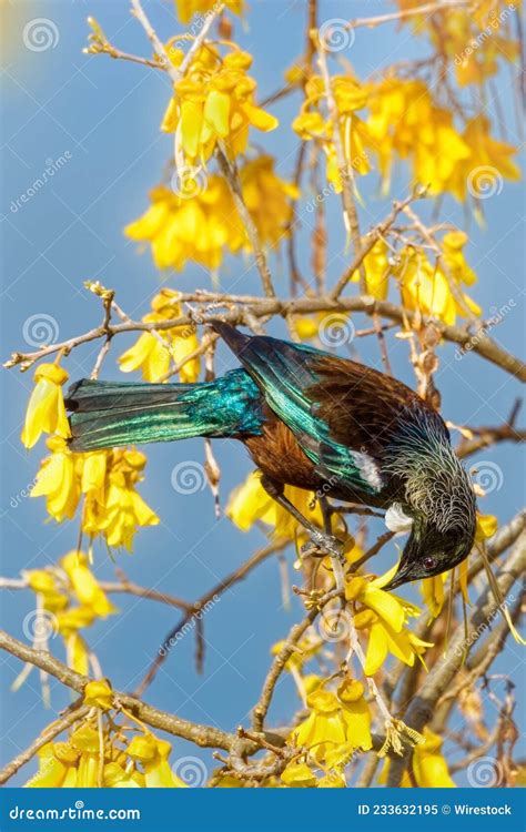 A Beautiful Tui Bird Feeding on the Yellow Flowers of New Zealand S Native Kowhai Tree. Stock ...
