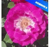 Роза Торонто Канадские (флор.) Семена Алтая (Сибирские розы)