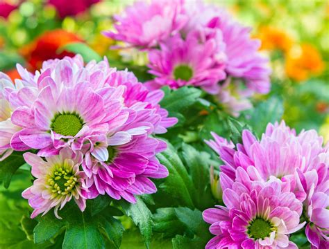 15 Types of Mums for Your Gardens