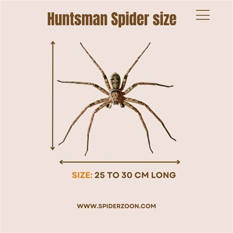 Huntsman Spider: Size, life cycle, Bit, and other facts.