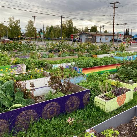 Growing The Garden, Stone Soup Community Garden, Fairbanks, 16 August ...