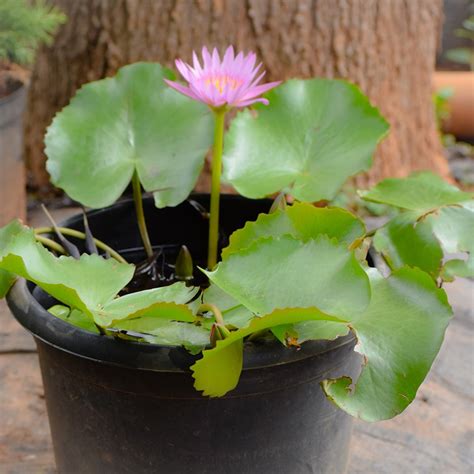 कमल के पौधे में इन फर्टिलाइज़र का करें इस्तेमाल, हमेशा रहेगा हरा-भरा ...