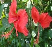 TNAU Agritech Portal :: Sustainable Agriculture