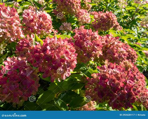 Panicle Hydrangea (Hydrangea Paniculata) Bombshell Flowering with Rosy ...