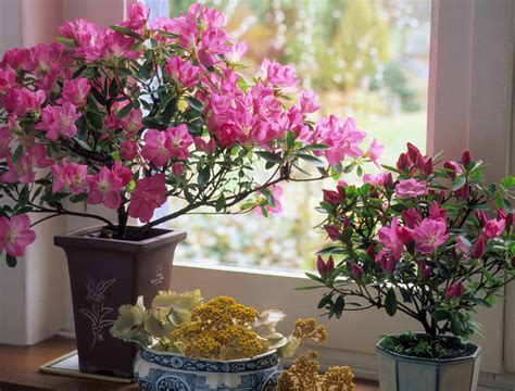 5 Tips for Growing Azaleas in Pots - Backyard Boss
