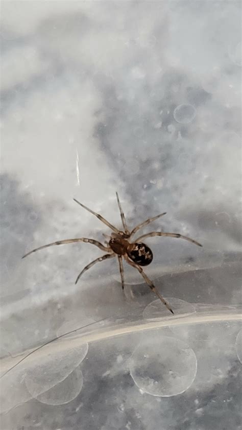 Steatoda triangulosa (Triangulate Cobweb Spider) in Lawton, Oklahoma United States