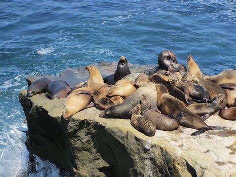 Watching the seals & sea lions in La Jolla Cove | San diego houses, La ...