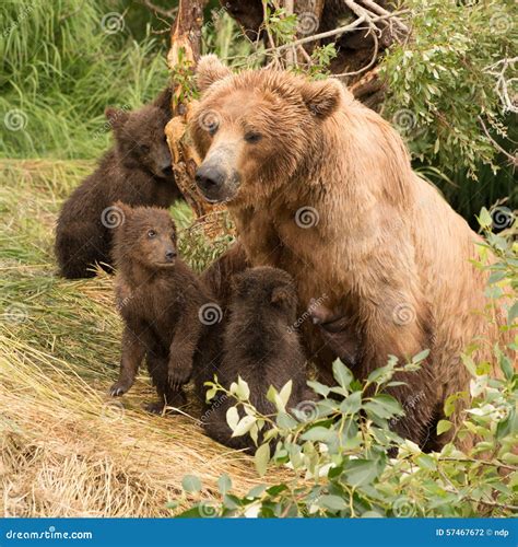 Four Brown Bear Cubs Sitting with Mother Stock Photo - Image of brown ...