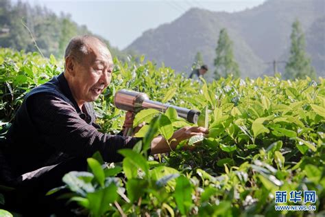 2777茅坡山上采茶忙-陕西省老摄影家协会