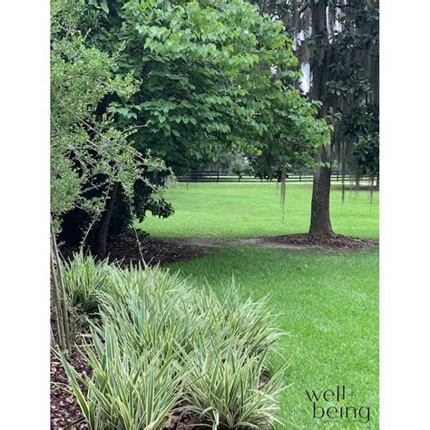 Nature's Way Farms Flax Lily Plant in 6 -in Pot 1 -Pack Low Maintenance ...