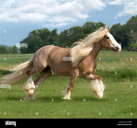 palomino Gypsy Vanner Horse stallion trots across scenic meadow Stock ...
