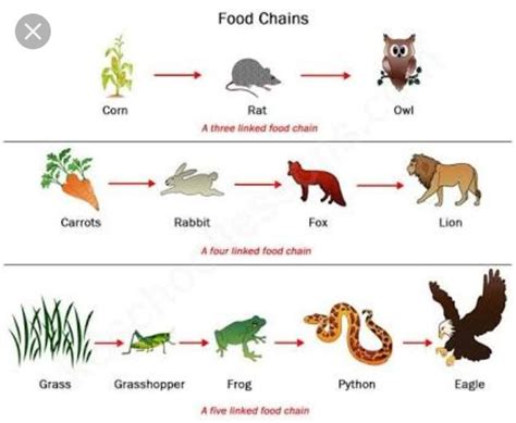 Construct a terrestrial food chain comprising four trophic levels.level ...