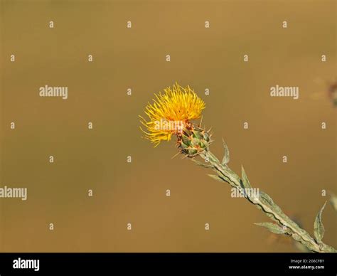 Yellow star-thistle flower, Centaurea solstitialis Stock Photo - Alamy