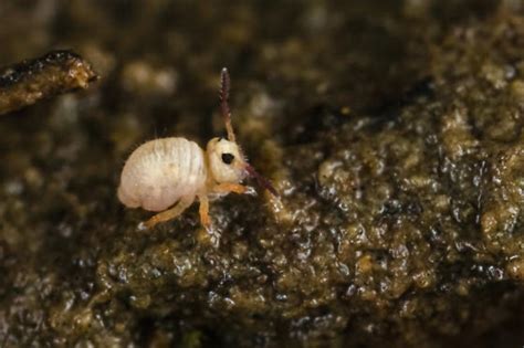 Image result for Springtail Identification Guide