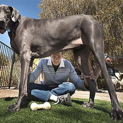 Giant George Great Dane JOE.ie The World's Biggest Dog, Giant