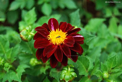 Flowers with names b gallery 2