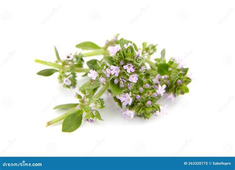 Thyme Sprigs with Flowers Isolated on White. Fresh Thyme Herb Stock ...