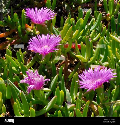 Succulent With Bright Pink Flowers - Best Succulent Ideas