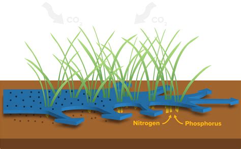 Plants Used For Water Filtration at Winston Blanton blog